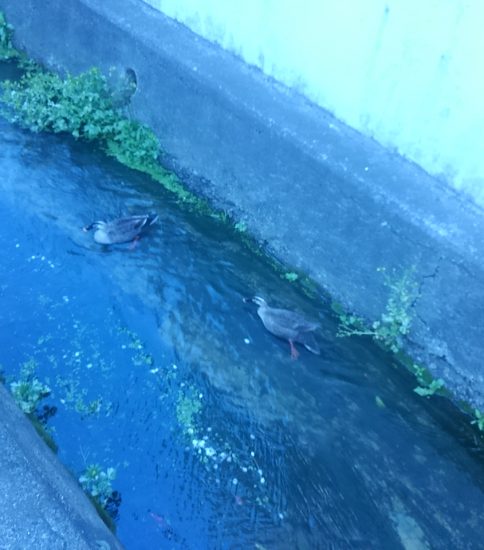 久宝寺寺内町の水路にカモがすいすい！！